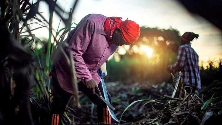 Renegade Can Rum - Pre-Cask New Bacolet Pot Still 50%vol. 0,7l – Bild 4